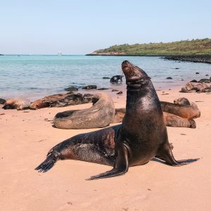 Stephanie McQuaid – Seal at Isla Espanola, Ecuador